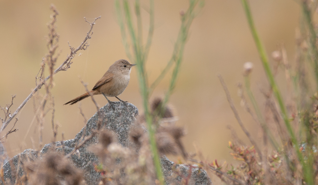Sharp-billed Canastero photo