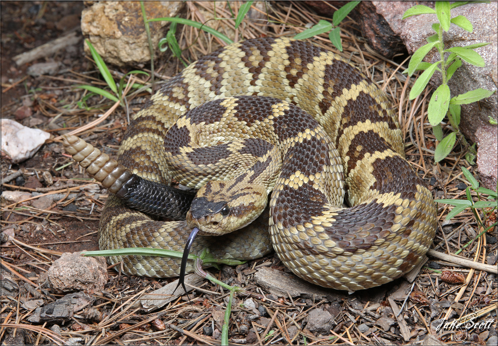 Western Black-tailed Rattlesnake