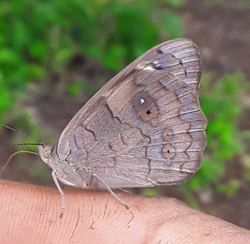 Dingy Purplewing