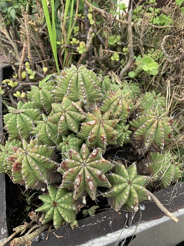 Tanzanian zipper plant (Euphorbia anoplia)