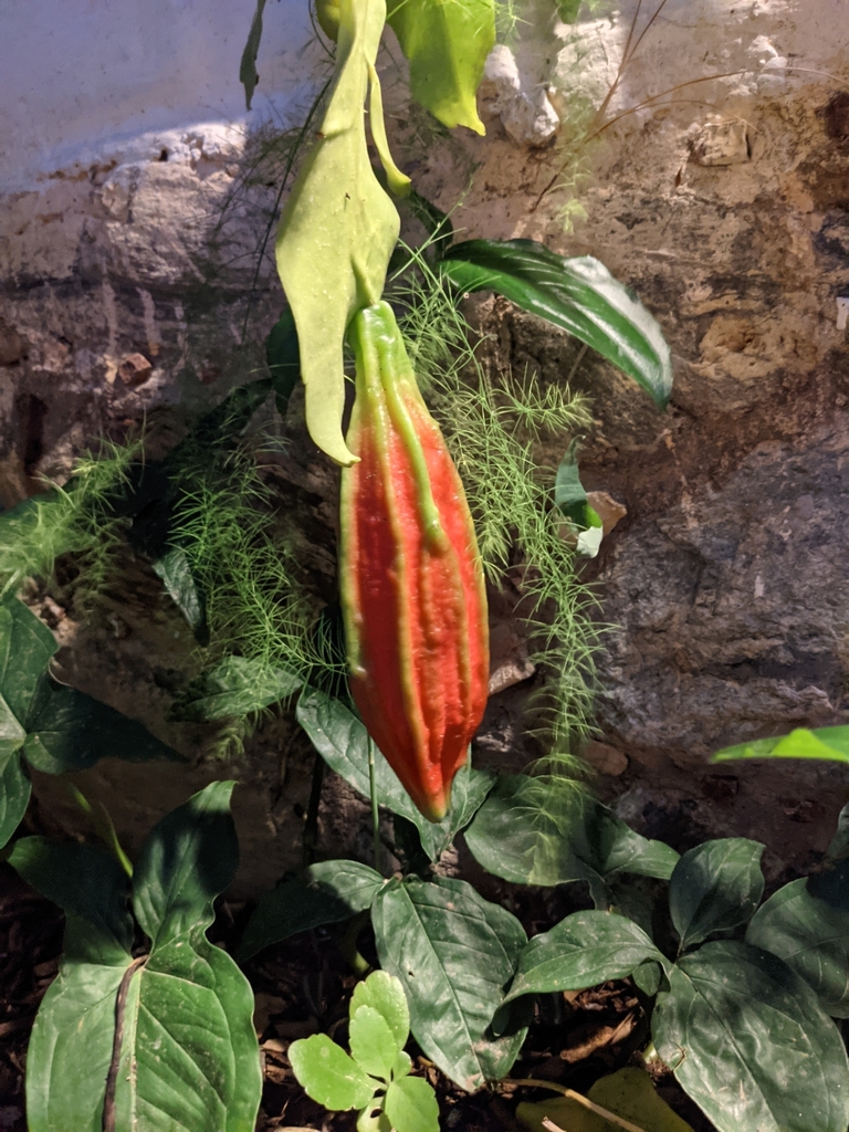 A DAMA DA NOITE - epiphyllum oxypetalum, 20 dias aproximada…