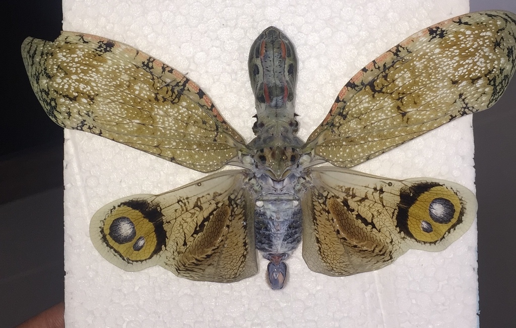 珍品ブラジル産ビワハゴロモ　ユカタンとは別種 ユカタンビワハゴロモ (Fulgora laternaria) · iNaturalist