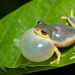 Bush Frogs - Photo (c) Vipin Baliga, all rights reserved