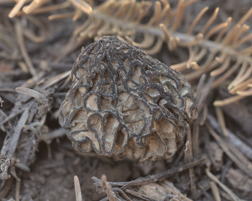 iNaturalist observation photo of Natural Black Morel