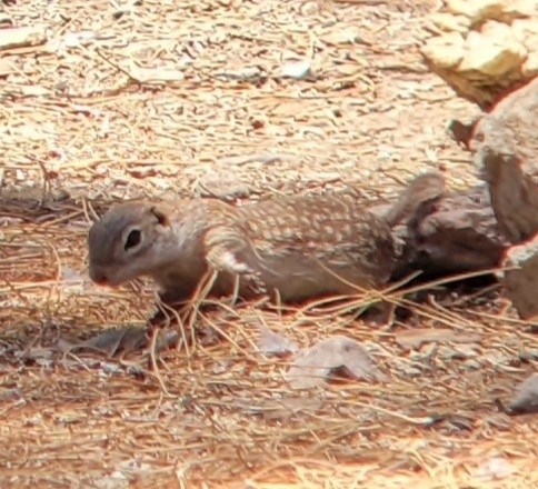 Spotted Ground Squirrel