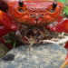 Hong Kong South Sea Crab - Photo (c) Tommy, all rights reserved