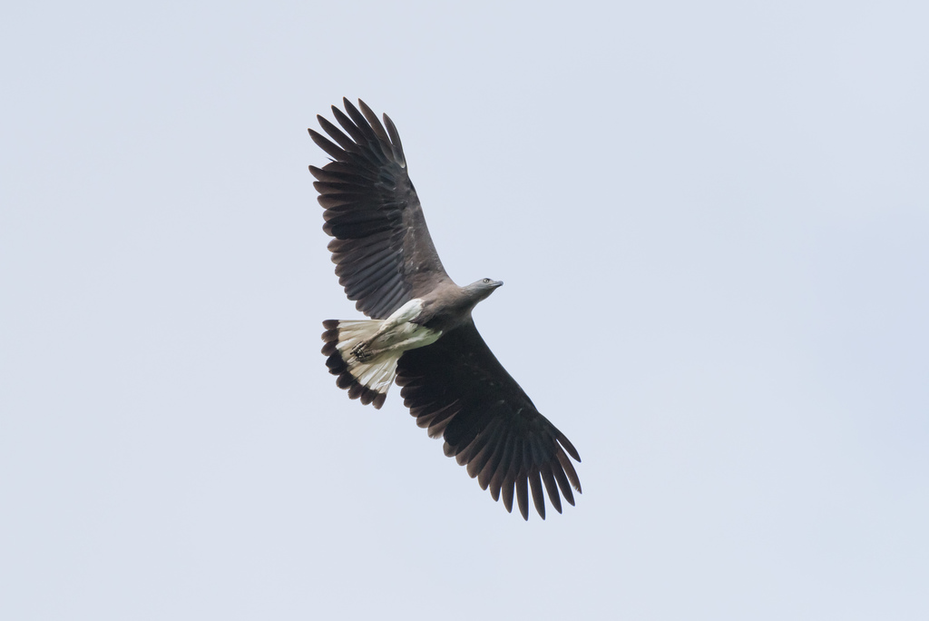 File:Grey-headed fish eagle flying at Chitwan (1).jpg - Wikimedia