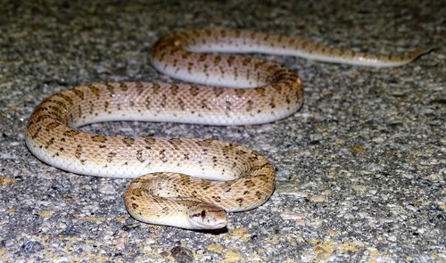 Western Glossy Snake