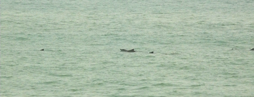 Atlantic Humpback Dolphin