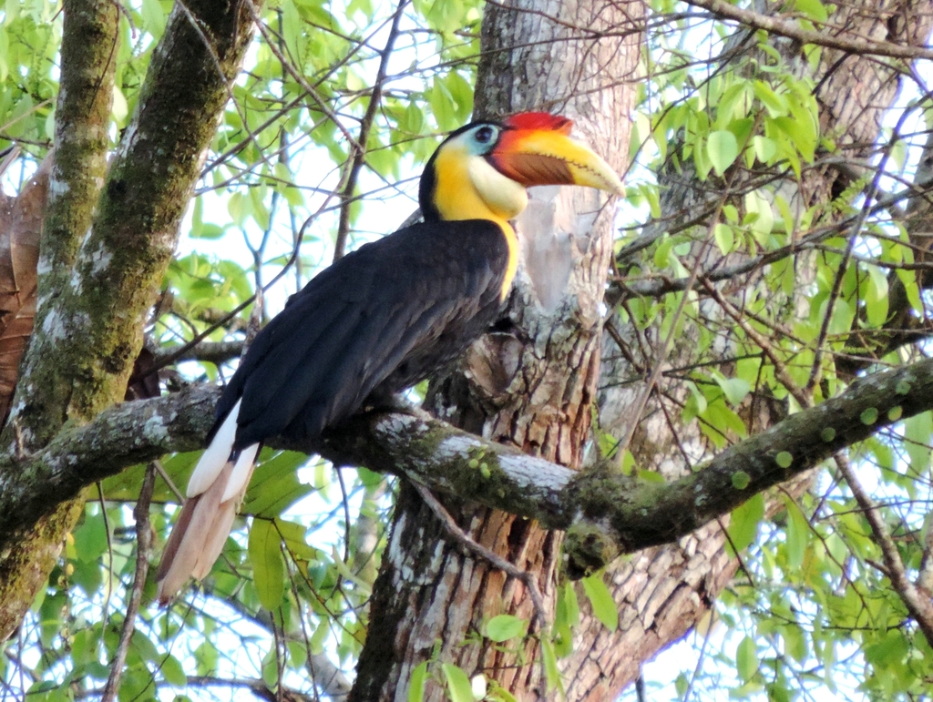 Wrinkled Hornbill photo