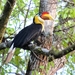 Wrinkled Hornbill - Photo (c) johsan65, all rights reserved, uploaded by johsan65