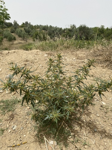 spiny cocklebur