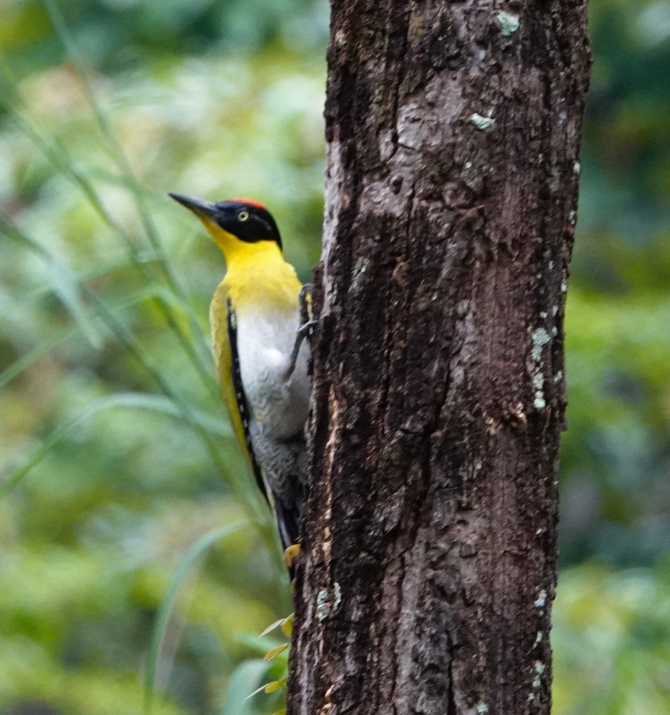 Black-headed Woodpecker photo