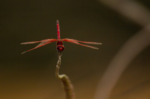 Red-veined Dropwing