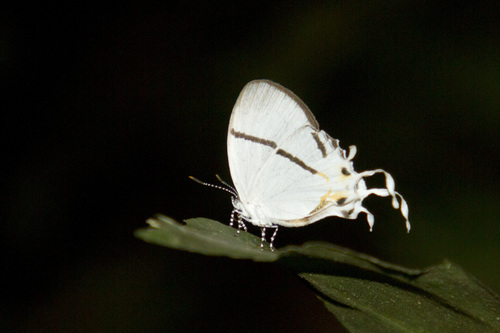 Oxylides bella