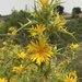 Scolymus hispanicus - Photo 由 Konstantinos Barsakis 所上傳的 (c) Konstantinos Barsakis，保留所有權利