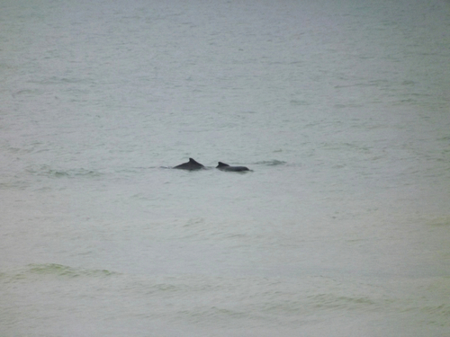 Atlantic Humpback Dolphin