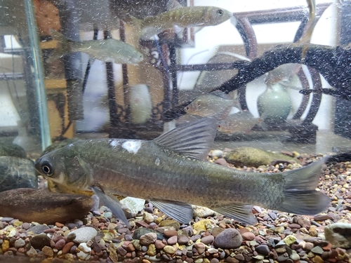 Black Carp