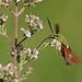 Hemaris ducalis - Photo (c) Rémi Bigonneau, כל הזכויות שמורות, הועלה על ידי Rémi Bigonneau