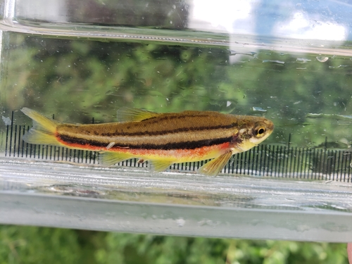 Northern Redbelly Dace