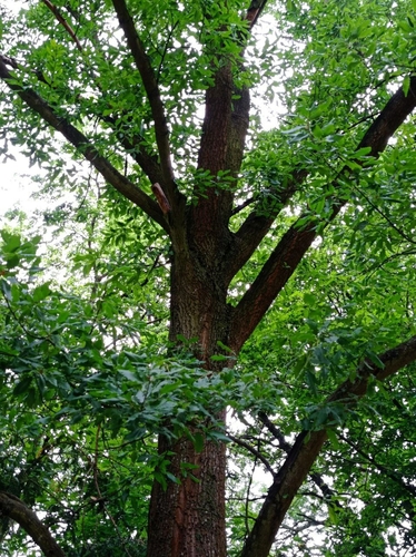 chestnut-leaved oak