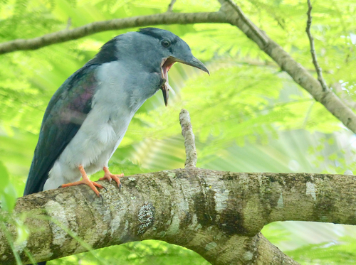 Cuckoo-roller