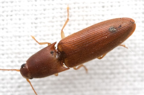 Anchastus longulus · iNaturalist