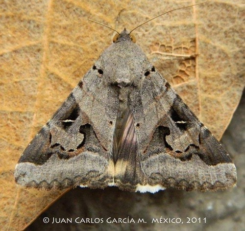 Indomitable Graphic Moth