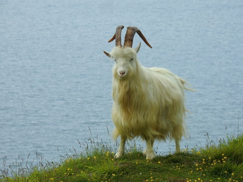 Domestic Goat