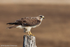 Swainson's Hawk - Photo (c) Gordon Dietzman, all rights reserved, uploaded by Gordon Dietzman