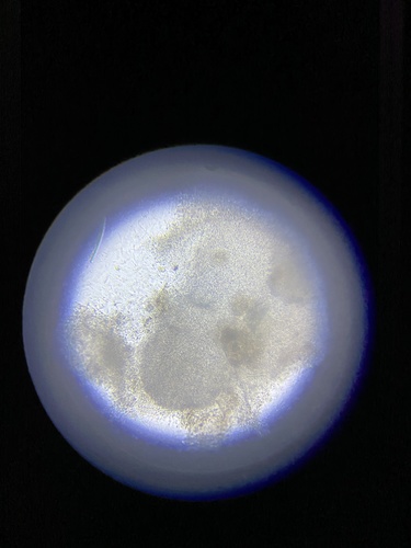 photo of Bacteria (Bacteria)