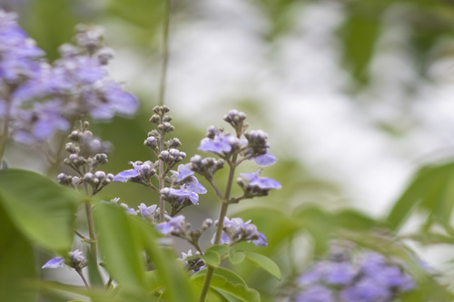 Vitex pyramidata (Vitex pyramidata)