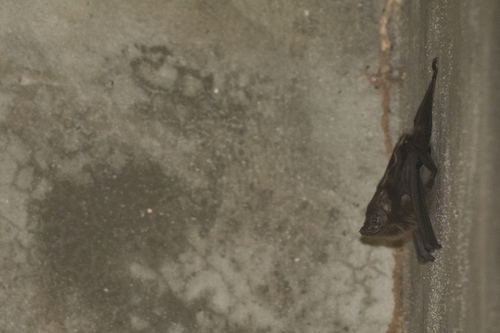 Greater Sac-winged Bat (Saccopteryx bilineata)