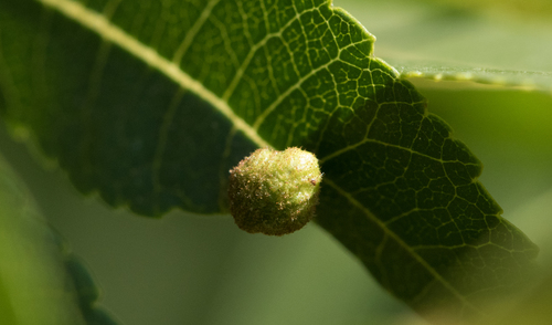 photo of Gall Wasps And Allies (Cynipoidea)
