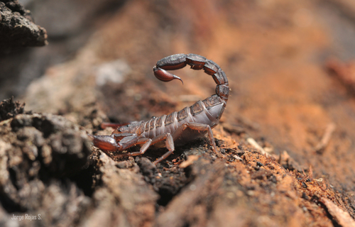 Mexican Scorpion