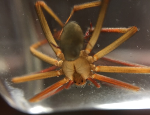 Loxosceles misteca