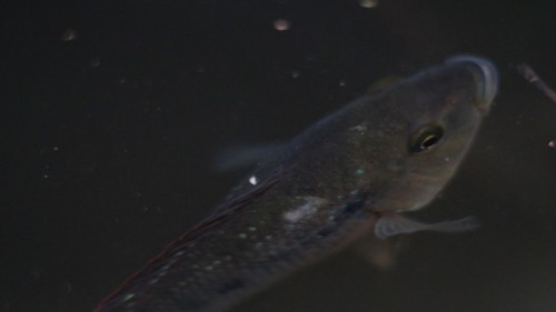 Redside Cichlid (Amphilophus istlanus)