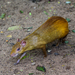 Iack's Red-rumped Agouti - Photo (c) Marcelo Maux, all rights reserved, uploaded by Marcelo Maux