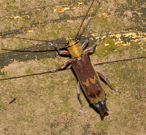 Saperda discoidea Fabricius, 1798