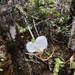 Angraecum pseudofilicornu - Photo (c) Yuxi Liang, todos los derechos reservados, subido por Yuxi Liang