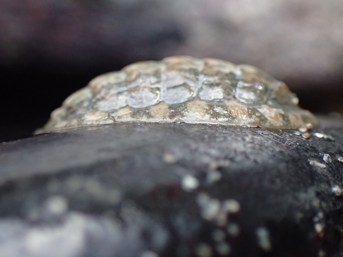 Grey Mail-shell