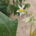 Solanum rhytidoandrum - Photo (c) Kairo Michel, todos los derechos reservados, subido por Kairo Michel