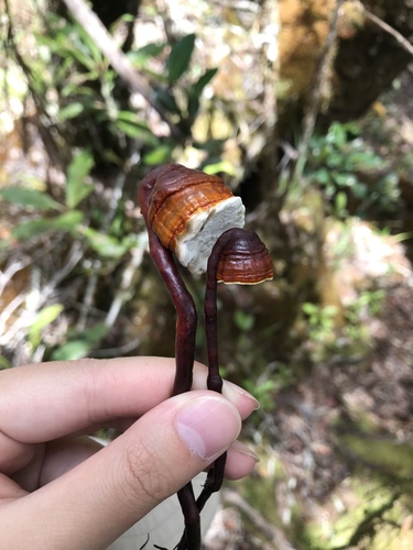 Haddowia longipes