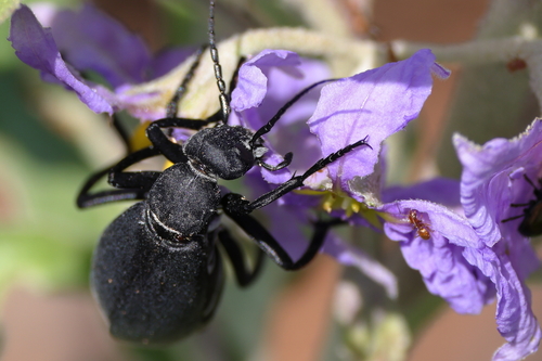 Epicauta valida · iNaturalist