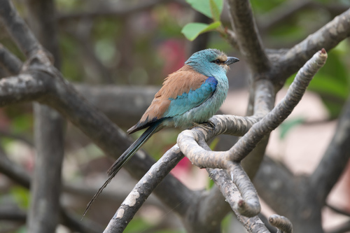 Abyssinian Roller