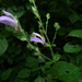 Isoglossa floribunda - Photo (c) Warren McCleland, all rights reserved, uploaded by Warren McCleland