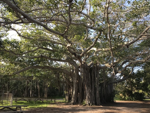 Indian banyan