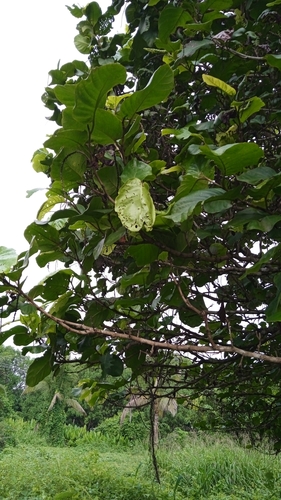 Coccoloba caracasana - Leaves