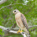 Florida Red-shouldered Hawk - Photo (c) Judd Patterson, all rights reserved