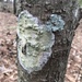 Mapledust Lichen - Photo (c) John Michael Arnett, all rights reserved, uploaded by John Michael Arnett
